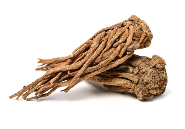 Angelica Root (Angelica archangelica) – A herb for digestive support and overall wellness.