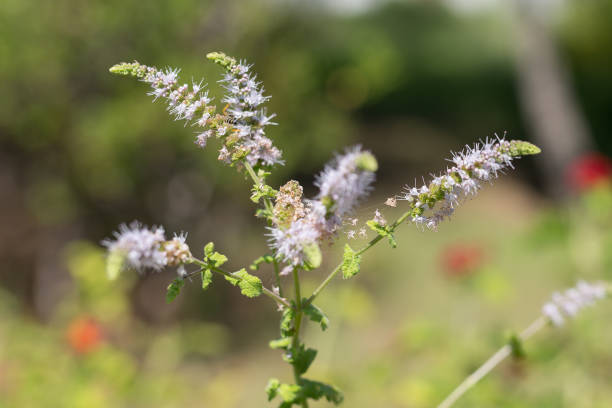 Black Cohosh (Actaea racemosa) – A herb used for managing menopause symptoms and supporting hormonal balance.