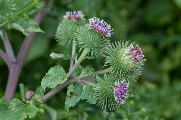 Burdock (Arctium lappa) – A detoxifying herb for skin health and liver support.