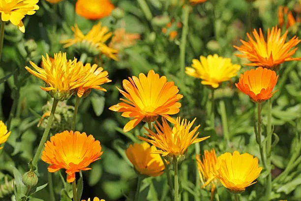 Calendula (Calendula officinalis) – A healing herb for skin care and wound healing.