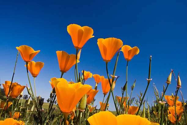 California Poppy (Eschscholzia californica) – A calming herb for relaxation and stress relief.