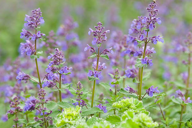 Catnip (Nepeta cataria) – A calming herb for relaxation and digestive health.