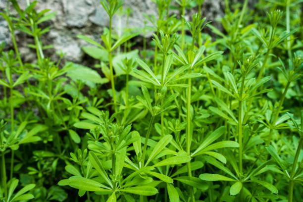 Cleavers (Galium aparine) – A herb known for its lymphatic and detoxifying properties.