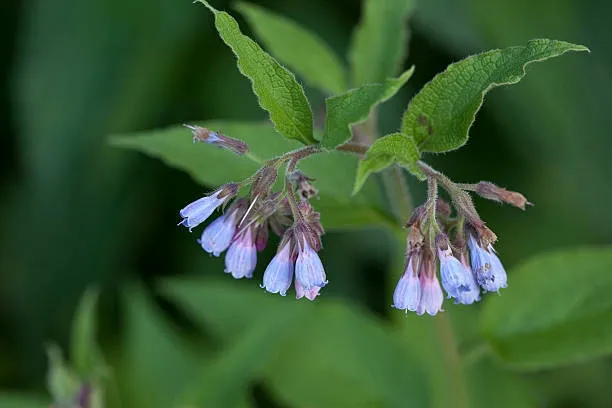 Comfrey (Symphytum officinale) – A healing herb for skin and joint support.