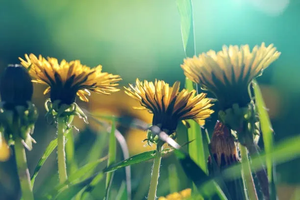 Dandelion (Taraxacum officinale) – A detoxifying herb for liver and digestive health.