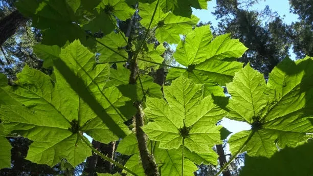 Devil's Club (Oplopanax horridus) – A powerful herb for immune support and blood sugar regulation.