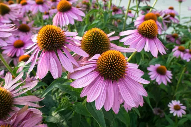 Echinacea (Echinacea purpurea) – An immune-boosting herb for cold and flu prevention.