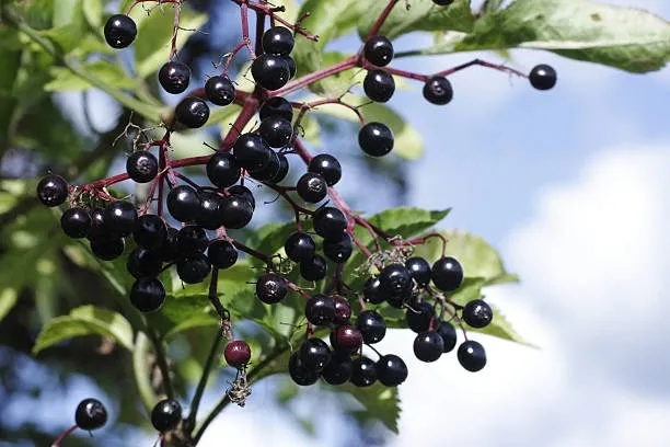 Elderberry (Sambucus nigra) – A powerful immune-boosting herb for cold and flu prevention.