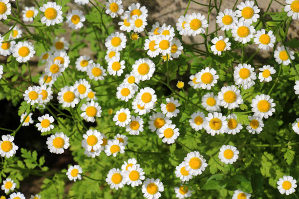 Feverfew (Tanacetum parthenium) – A herb for headache relief and anti-inflammatory benefits.