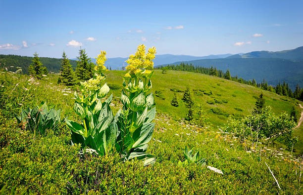 Gentian Root (Gentiana lutea) – A potent herb for digestive health.