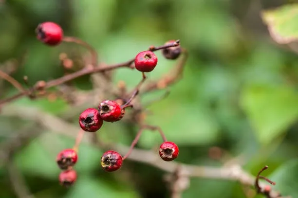 Hawthorn (Crataegus spp.) – A heart-supporting herb for circulation and cardiovascular health.