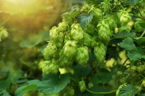 Hops (Humulus lupulus) – A calming herb for sleep support and stress relief