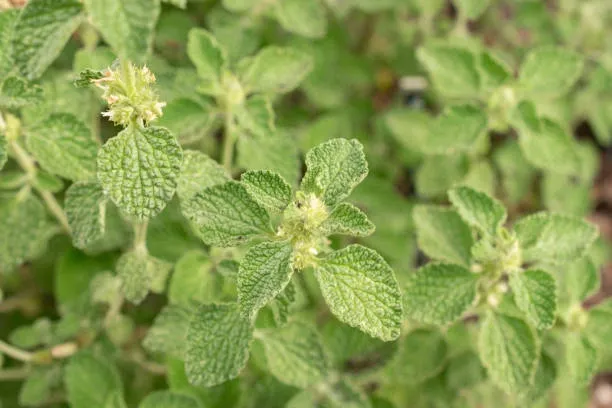 Horehound (Marrubium vulgare) – A traditional herb for respiratory health and cough relief