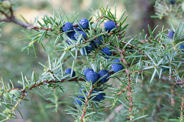 Juniper Berries (Juniperus communis) – A natural remedy for various health benefits.