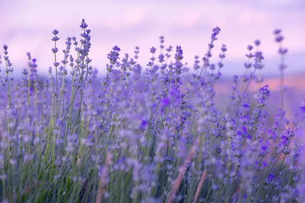 Lavender (Lavandula angustifolia) – A soothing herb for relaxation and stress relief