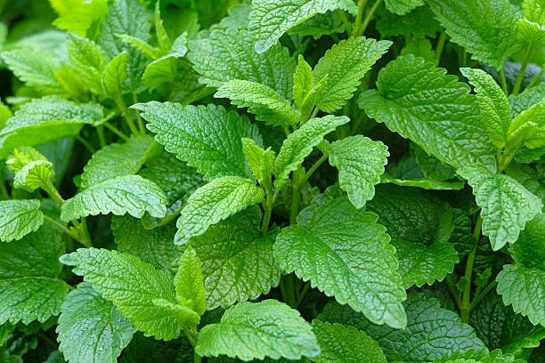 Lemon Balm (Melissa officinalis) – A calming herb for stress relief and sleep support