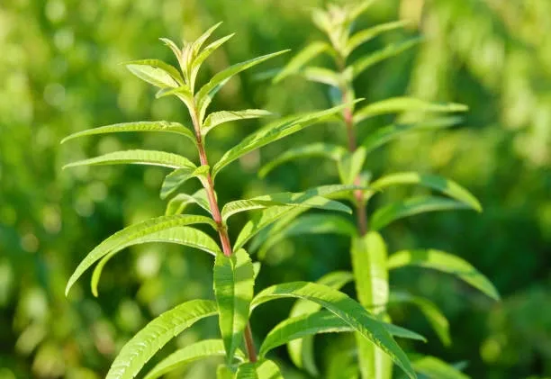 Lemon Verbena (Aloysia citriodora) – A refreshing herb for digestion and relaxation.