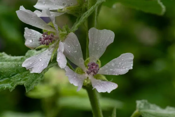 Marshmallow Root (Althaea officinalis) – A soothing herb for digestive and respiratory health