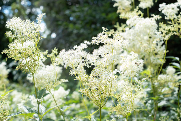 Meadowsweet (Filipendula ulmaria) – A herb for pain relief and inflammation.