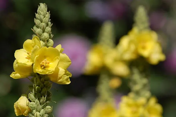 Mullein (Verbascum thapsus) – A soothing herb for respiratory health and cough relief