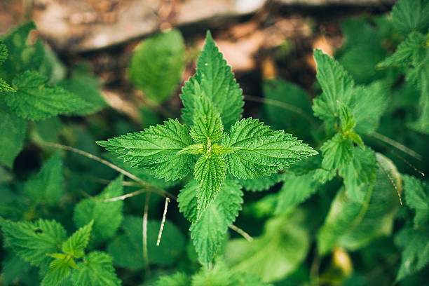 Nettle Leaf (Urtica dioica) – A nourishing herb for joint health and detoxification.