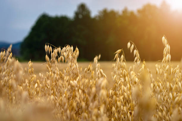 Oatstraw (Avena sativa) – A nourishing herb for overall vitality and stress relief.