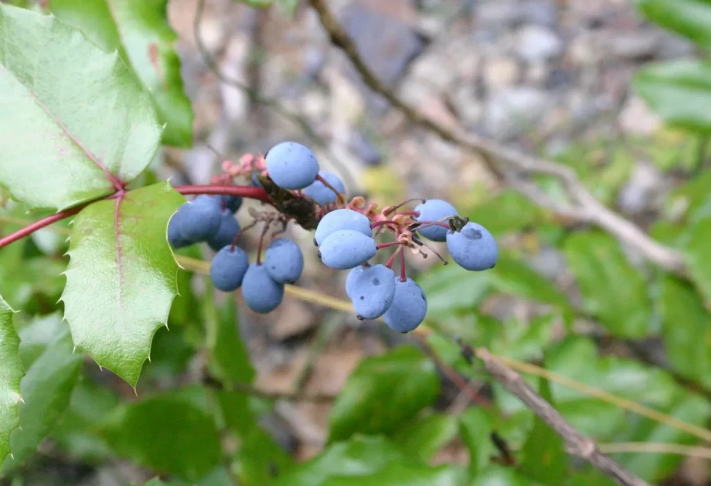 Oregon Grape (Mahonia aquifolium) – A potent herb for liver health and skin conditions.