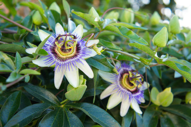 Passion Flower (Passiflora incarnata) – A calming herb for anxiety and sleep support