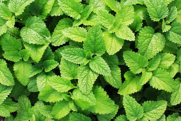 Peppermint (Mentha piperita) – A refreshing herb for digestive health and headache relief.