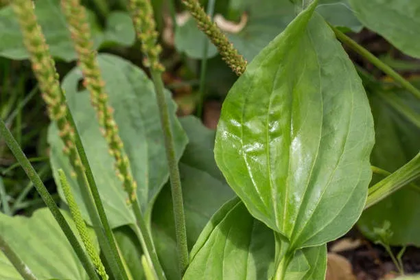 Plantain (Plantago major) – A soothing herb for wound healing and respiratory support.