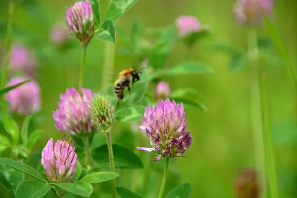 Red Clover (Trifolium pratense) – A detoxifying herb for skin health and hormonal balance.