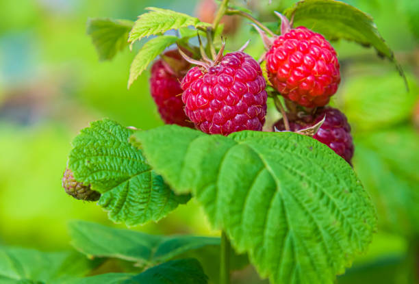 Red Raspberry Leaf (Rubus idaeus) – A herb for women's health and reproductive support