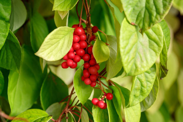 Schisandra Berries (Schisandra chinensis) – A potent adaptogen for vitality and stress resilience.