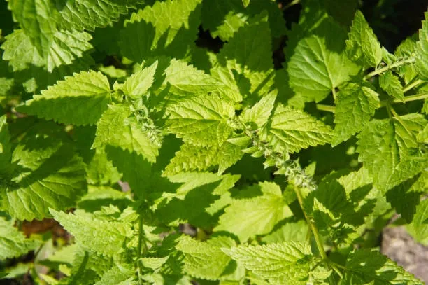 Skullcap (Scutellaria lateriflora) – A calming herb for stress relief and anxiety reduction.