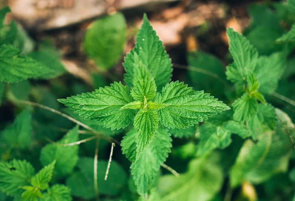 Stinging Nettle (Urtica dioica) – A nourishing herb for joint health and detoxification.