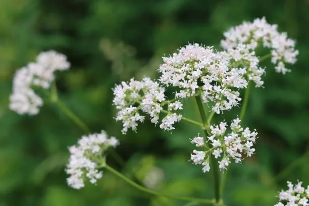 Valerian (Valeriana officinalis) – A calming herb for sleep and anxiety relief.