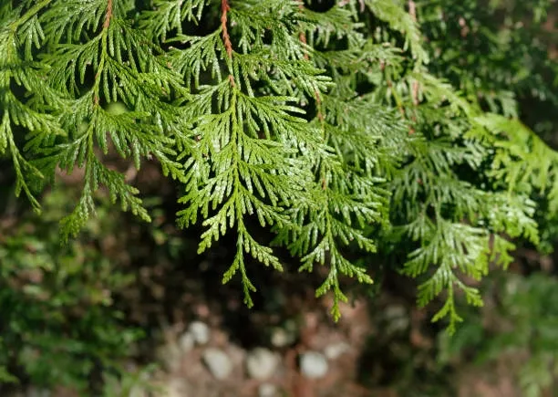 Western Red Cedar (Thuja plicata) – A medicinal herb for respiratory health and immune support.