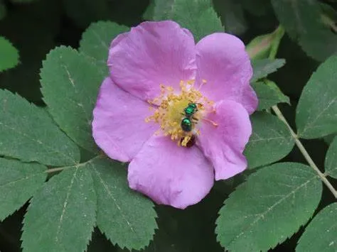 Wild Rose (Rosa spp.) – A nourishing herb for skin health and emotional well-being.