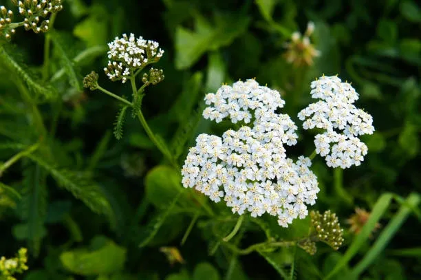 Yarrow (Achillea millefolium) – A versatile herb for wound healing and inflammation reduction.