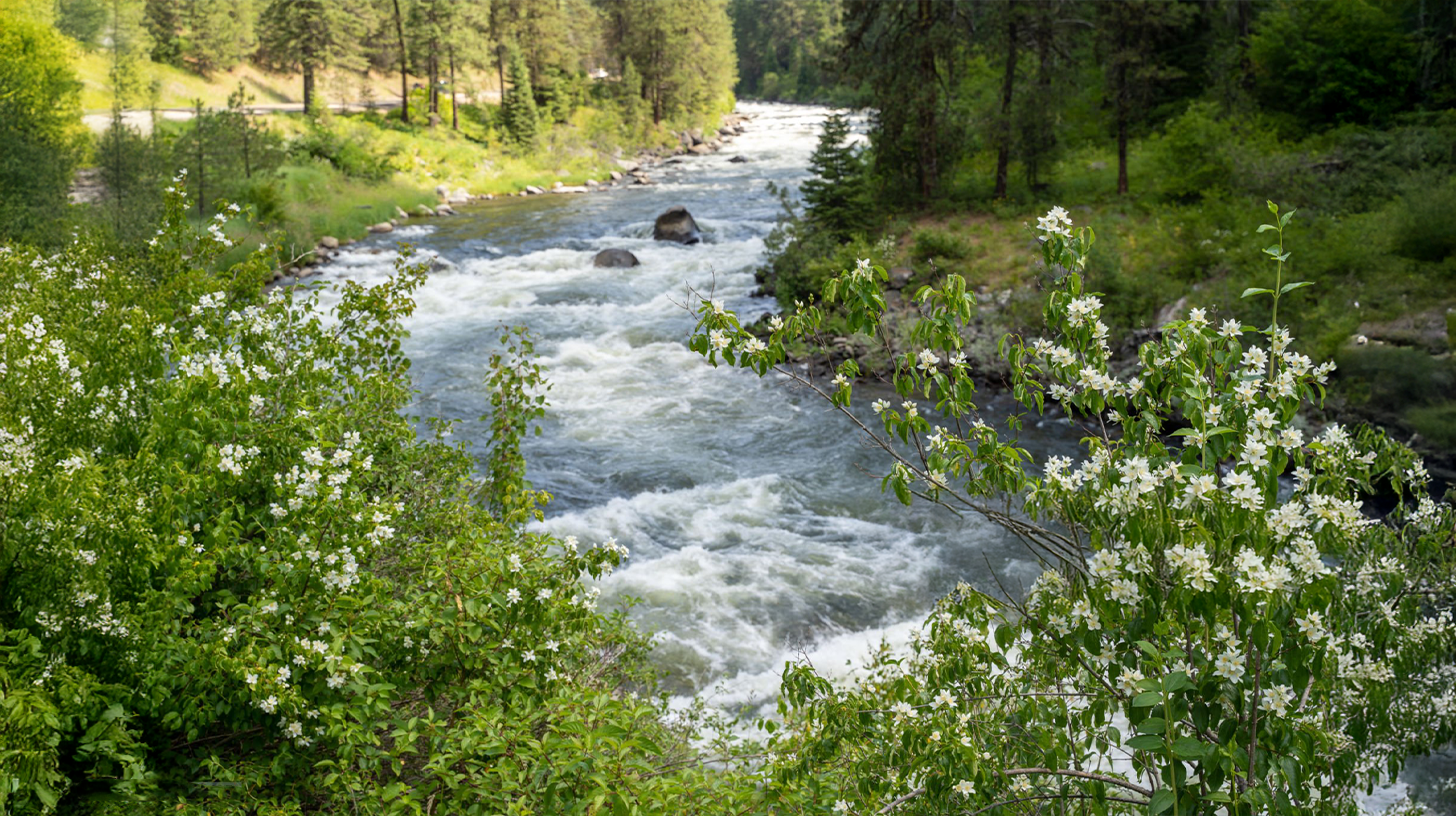 White wildflowers bloom above the rushing Clearwater River in Idaho, surrounded by lush green forest.