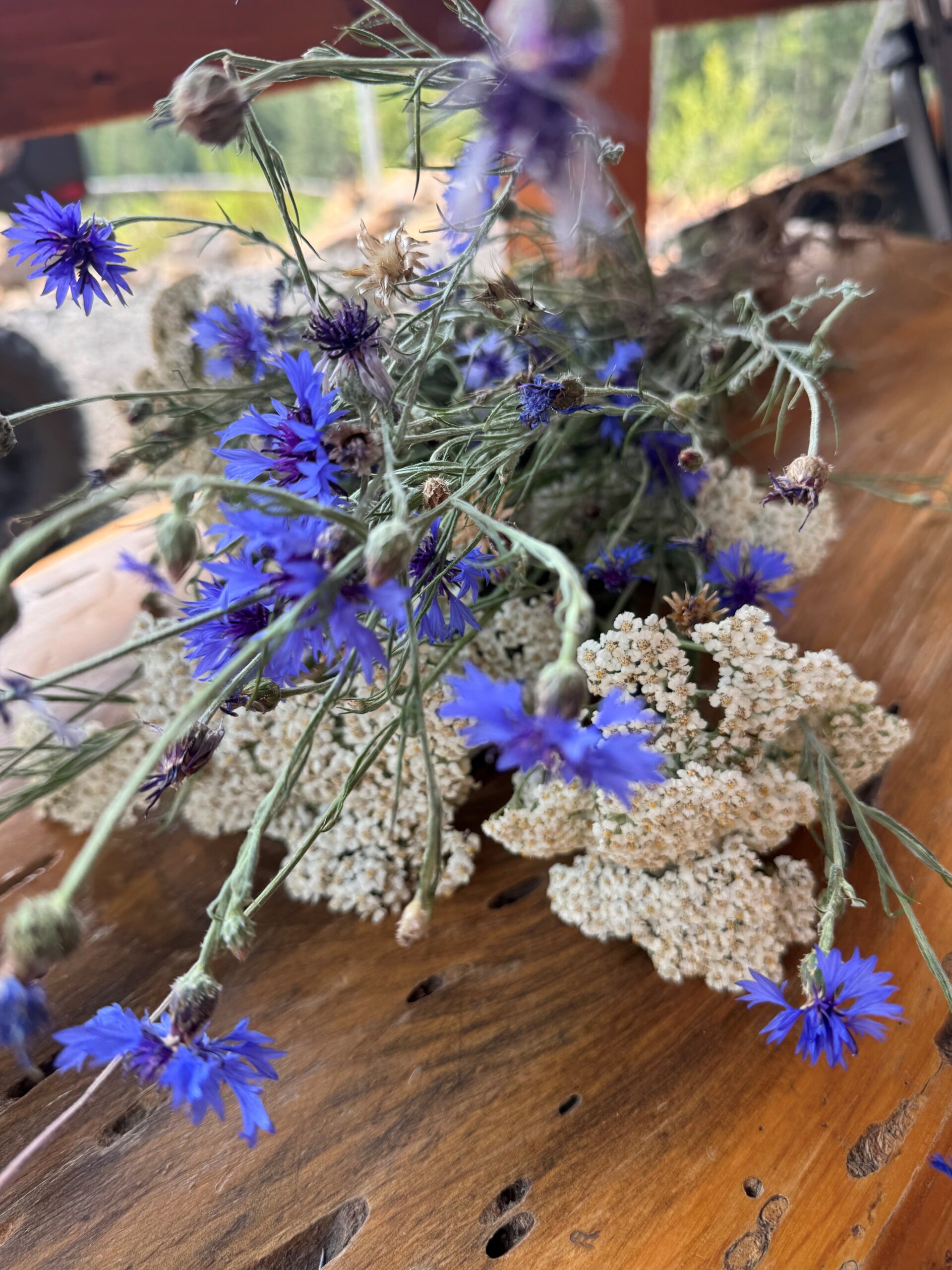 Yarrow: Wild Medicine You Can Find (and Use) Just About Anywhere